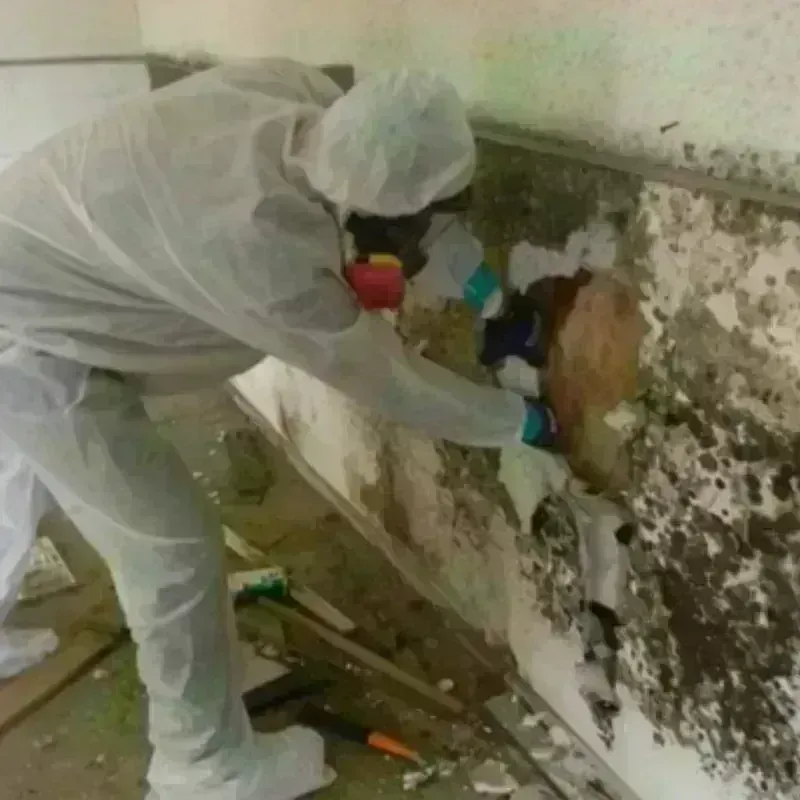 Mold Remediation and Removal in Salem, AR